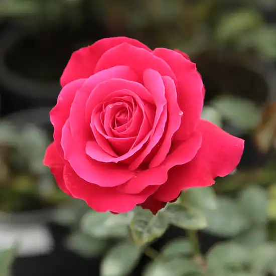 Rosa Zebrina™ - roșu - trandafiri târâtori și cățărători, Climber